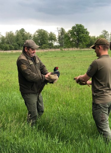 На Волині на волю випустили майже 200 фазанів. ФОТО