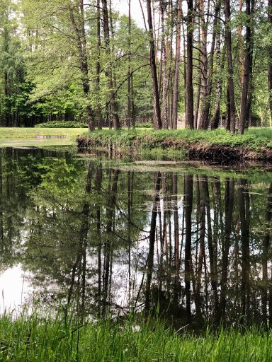 На Волині на волю випустили майже 200 фазанів. ФОТО