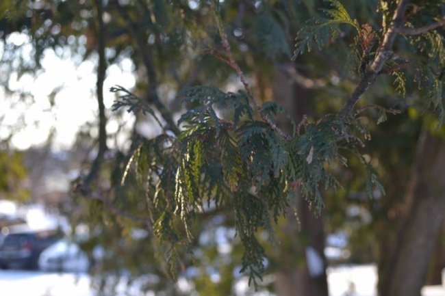 Зимовий спокій центрального парку Луцька. ФОТО