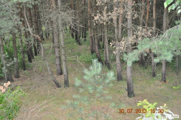 Військовий полігон на Волині потерпає від безгосподарності. ФОТО