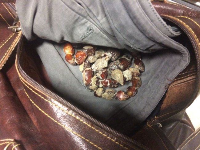 В «Устилузі» митники вилучили у чоловіка бурштин