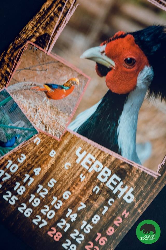 Зубаті і хвостаті: випустили календар з мешканцями луцького зоопарку. ФОТО