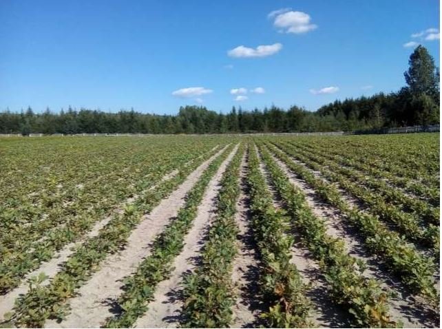 На Волині лісники виростили понад 1,5 мільйона саджанців