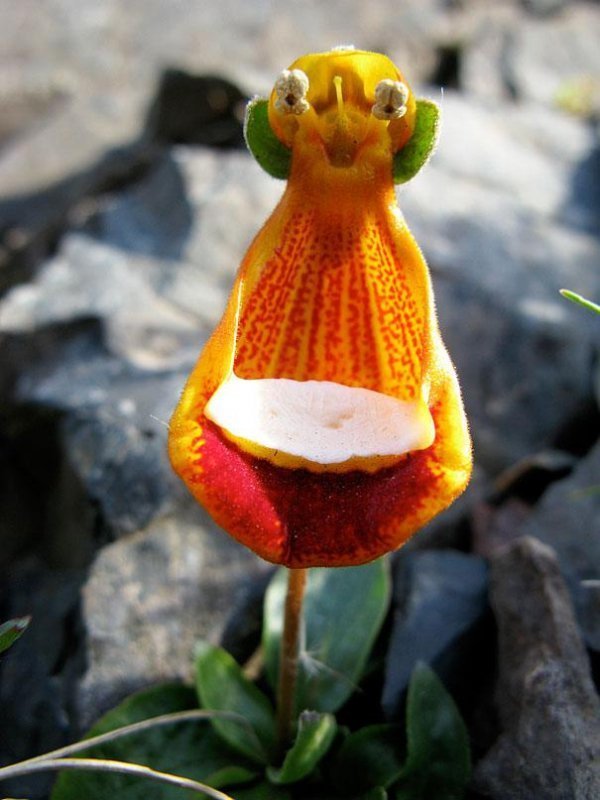 Щасливий інопланетянин (Calceolaria Uniflora ) 