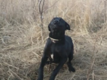 У полі біля Луцька знайшли покинуту прив'язану вагітну собаку. ВІДЕО