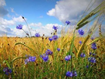 Погода на завтра, 28 червня, у Луцьку