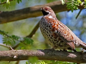 У природному парку на Волині з'явилися червонокнижні птахи. ВІДЕО