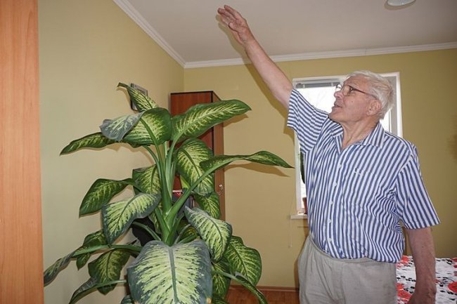 Скоро для дифенбахії не вистачатиме висоти кімнати