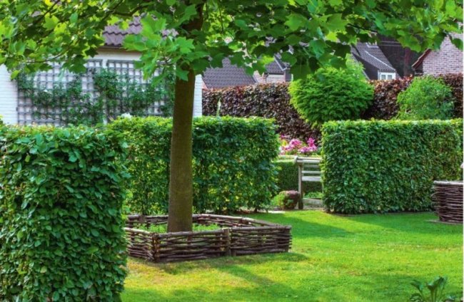 Живі огорожі можуть бути, як сезонними, так і вічнозеленими. Фото sadovod.net