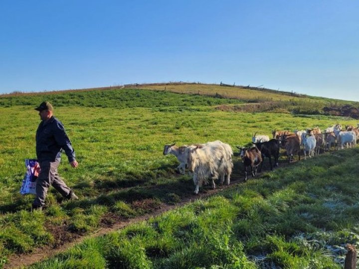 Волинянин вирощує 130 кіз. ВІДЕО