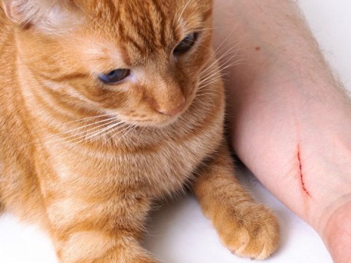 У львівській лікарні від сказу померла мешканка Волині