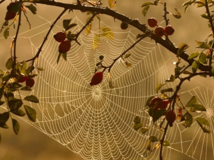 На Волині на Різдво прогнозують справжнє зимове «бабине літо»