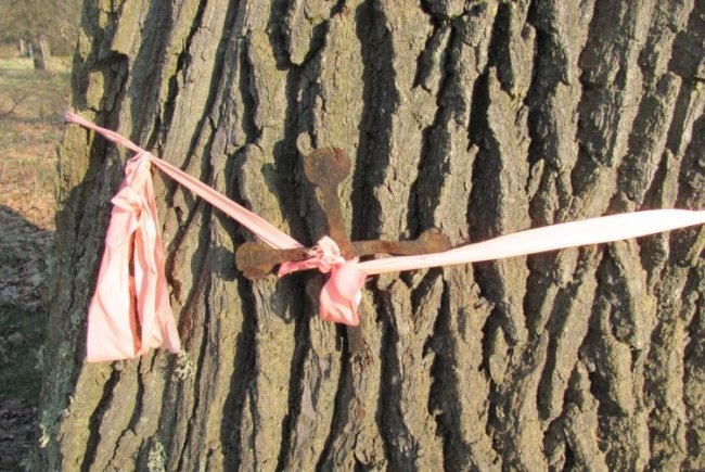 Металевим хрестиком на Волині врятували 390-річне дерево