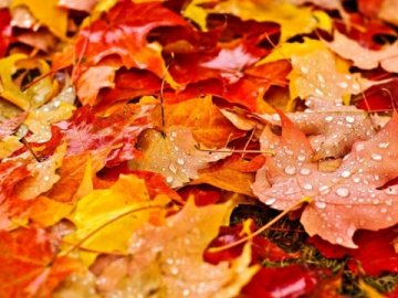 Якою буде погода на Волині у неділю, 4 жовтня 