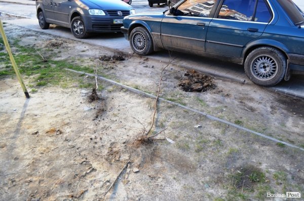 Лучани «воюють» за територію: одні садять дерева, а хтось їх ламає 