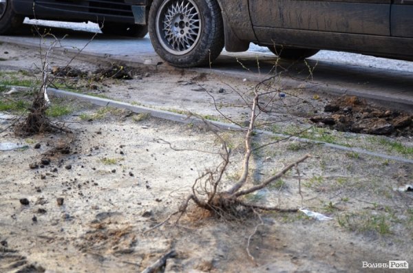 Лучани «воюють» за територію: одні садять дерева, а хтось їх ламає 
