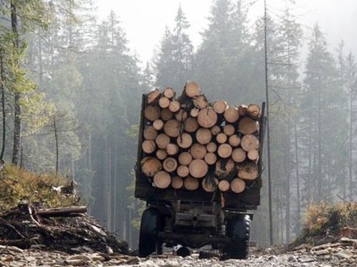 На Волині лісничий та підприємець організували незаконну схему збуту лісу