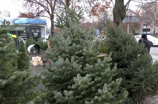 Скільки коштує ялинка в Луцьку