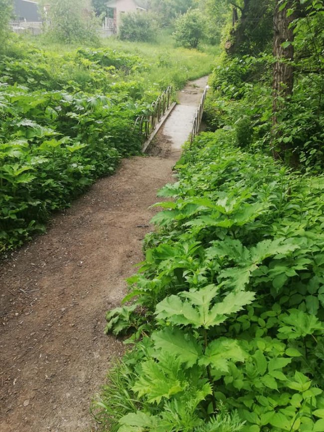 Поблизу луцької школи – чагарники борщівника. ФОТО