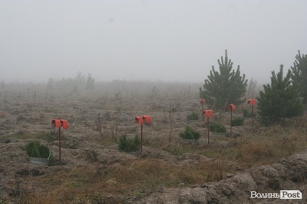 На Волині священики висадили понад 1025 сосен. ФОТО