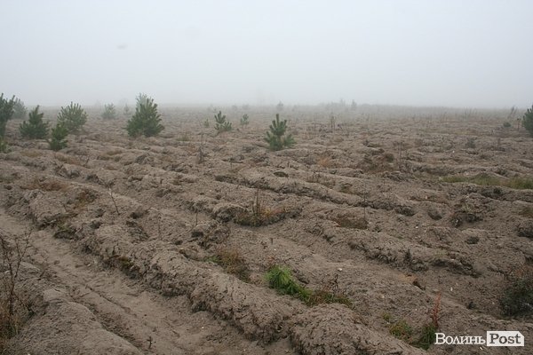 На Волині священики висадили понад 1025 сосен. ФОТО