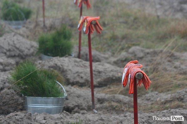 На Волині священики висадили понад 1025 сосен. ФОТО