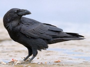 Ворона не пустила естонця додому, вкравши в нього паспорт на кордоні