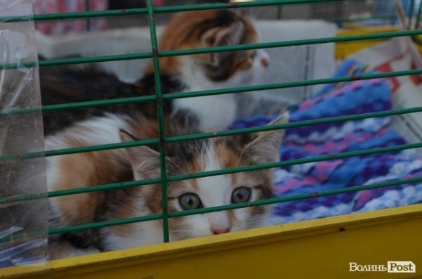 Як у Луцьку ловлять бродячих собак. ФОТО