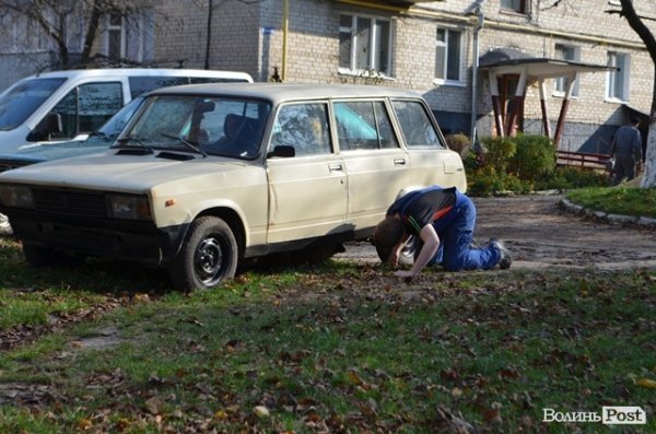 Як у Луцьку ловлять бродячих собак. ФОТО