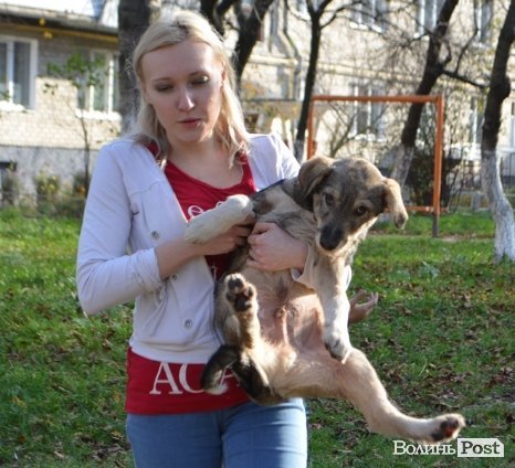 Як у Луцьку ловлять бродячих собак. ФОТО