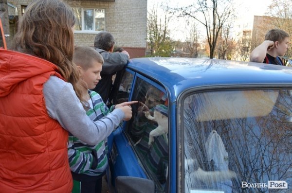 Як у Луцьку ловлять бродячих собак. ФОТО