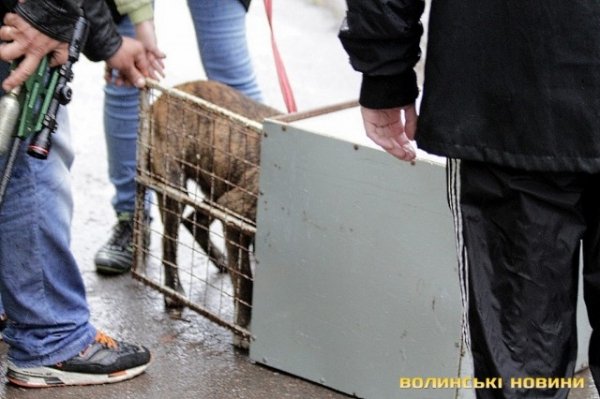 Відлов собак у Луцьку: рушниці, чіпи та гроші. ФОТО