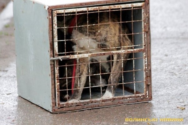 Відлов собак у Луцьку: рушниці, чіпи та гроші. ФОТО