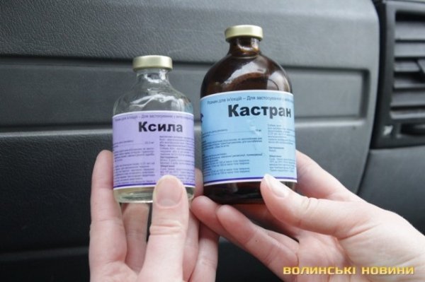 Відлов собак у Луцьку: рушниці, чіпи та гроші. ФОТО