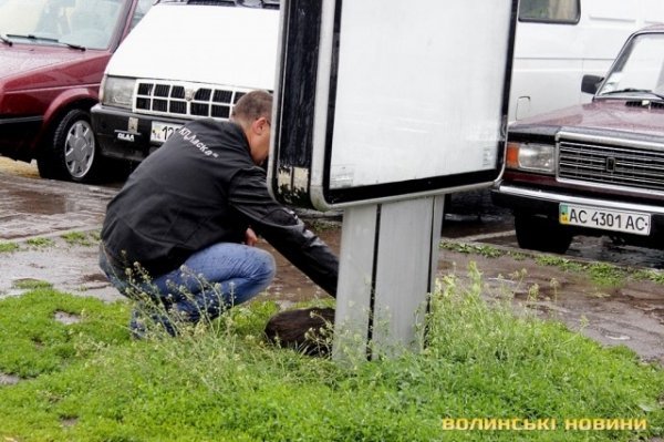 Відлов собак у Луцьку: рушниці, чіпи та гроші. ФОТО