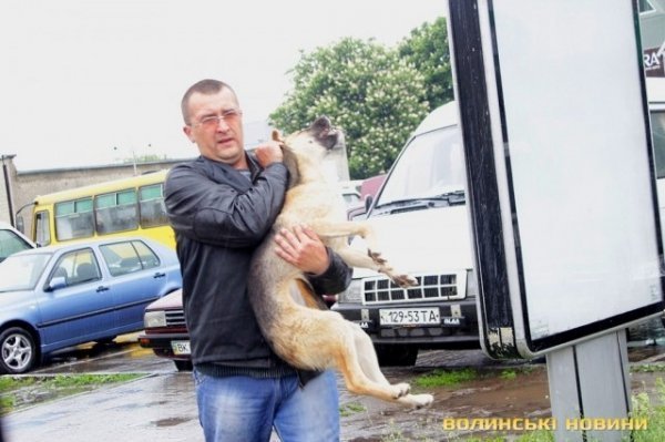 Відлов собак у Луцьку: рушниці, чіпи та гроші. ФОТО