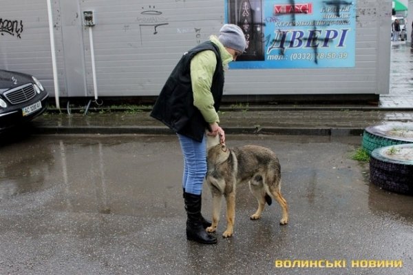 Відлов собак у Луцьку: рушниці, чіпи та гроші. ФОТО