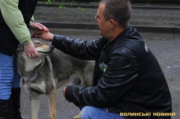 Відлов собак у Луцьку: рушниці, чіпи та гроші. ФОТО