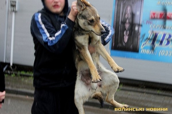 Відлов собак у Луцьку: рушниці, чіпи та гроші. ФОТО