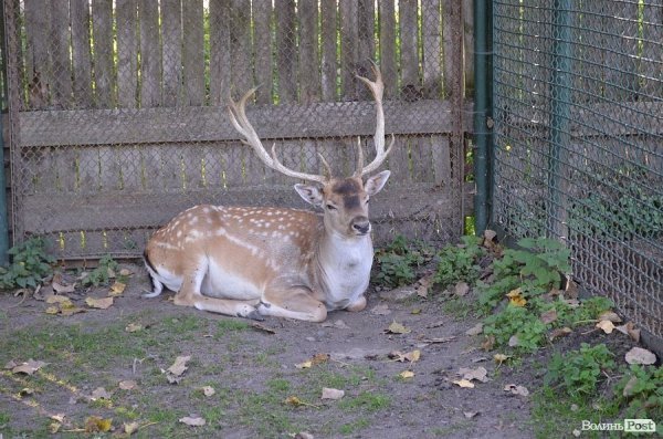 Луцькі депутати надумали врятувати зоопарк. ФОТО