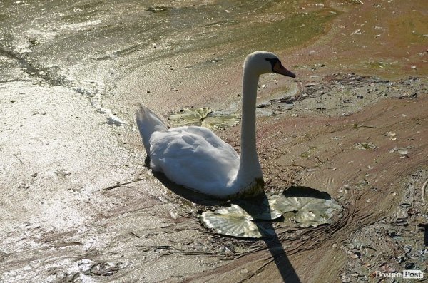 Луцькі депутати надумали врятувати зоопарк. ФОТО