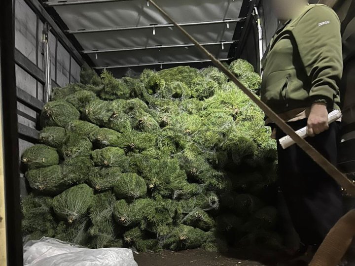 На Волині спіймали вантажівку із ялинками без документів. ФОТО