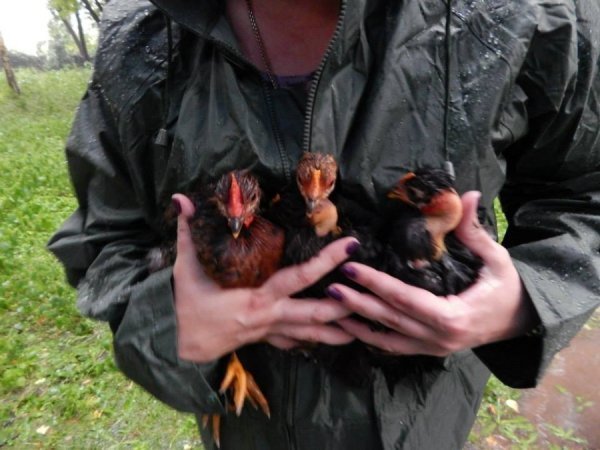 Як потерпав від дощу луцький зоопарк. ФОТО