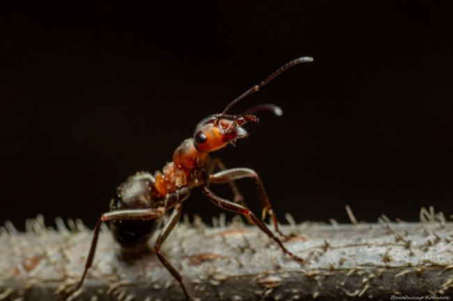 Волинський фотограф опублікував неймовірні макросвітлини комах та рослин