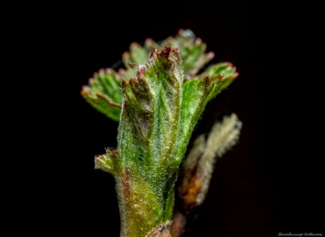 Волинський фотограф опублікував неймовірні макросвітлини комах та рослин