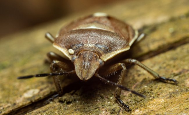 Волинський фотограф опублікував неймовірні макросвітлини комах та рослин