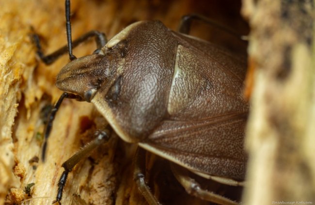 Волинський фотограф опублікував неймовірні макросвітлини комах та рослин