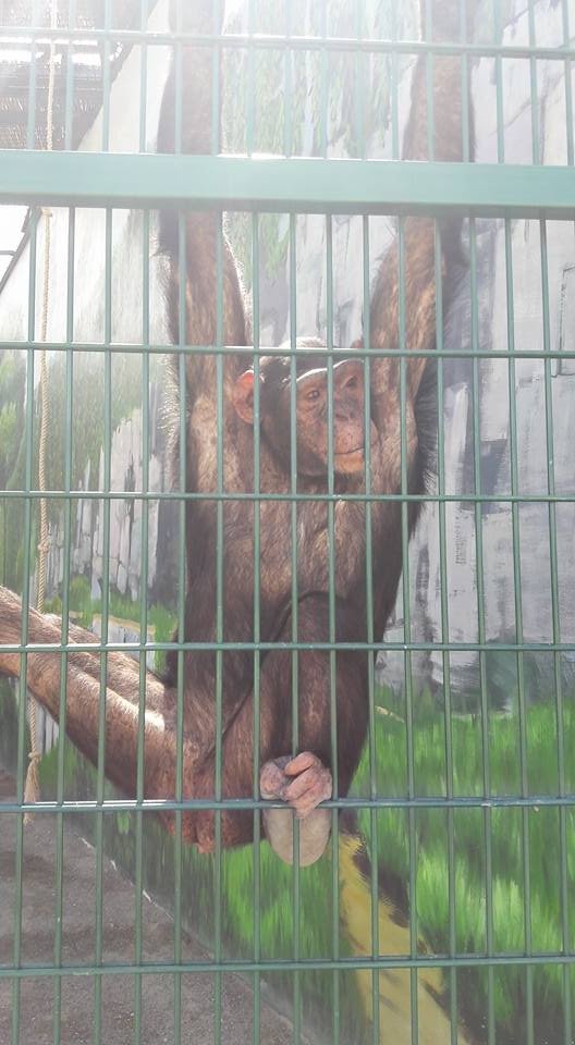 Вольєри без кордонів: чим відрізняється Одеський біопарк від Луцького зоопарку. ФОТО