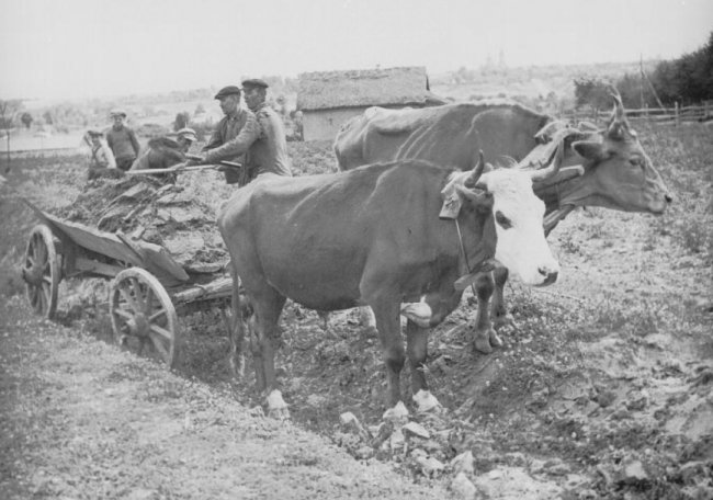 Десь на Волині