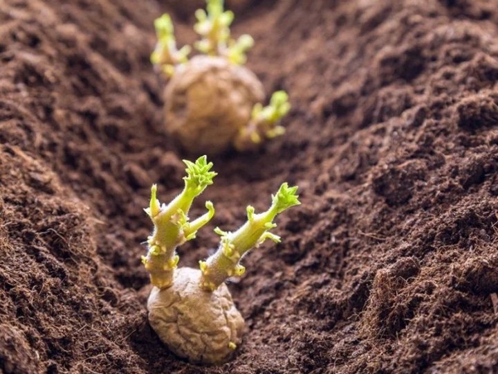 Коли садити картоплю за місячним календарем у квітні 2026 року